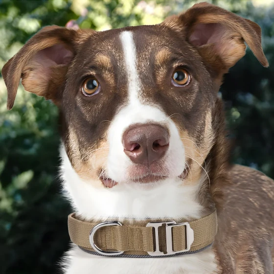 Tactical Dog Collar: Reflective Outdoor Training Collar for Large Dogs