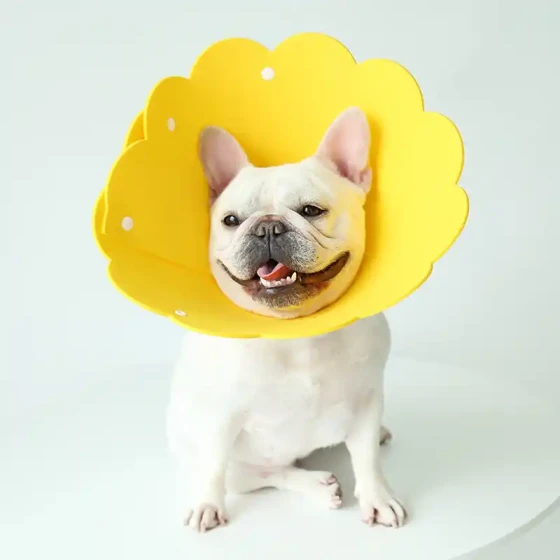 Pet E-Collar: Cute Sunflower Design