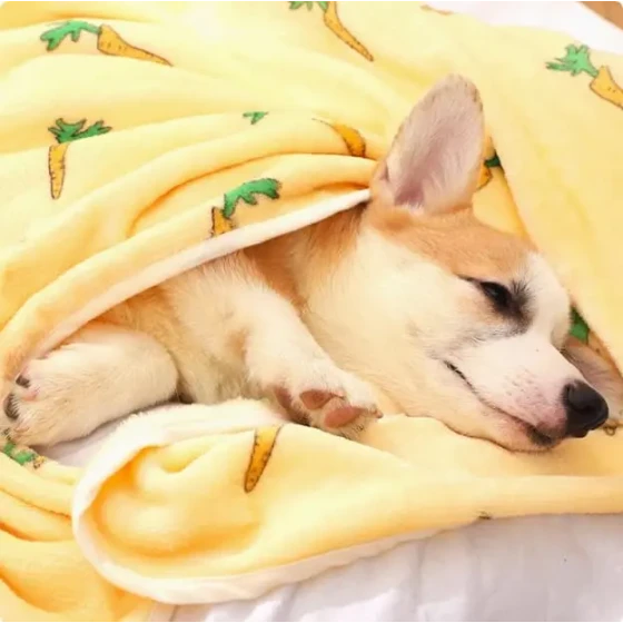 Japanese Style Pet Blanket Cartoon Coral Fleece Cat Dog Throw Puppy Bed Mat for Small Dogs and Cats