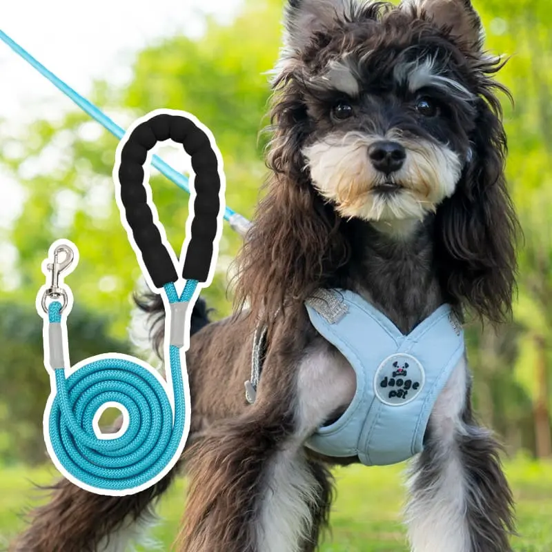 dog-leash-blue-830-851-1
