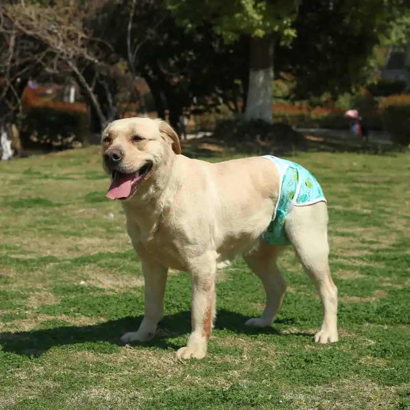 pet-diapers-1010-932-2