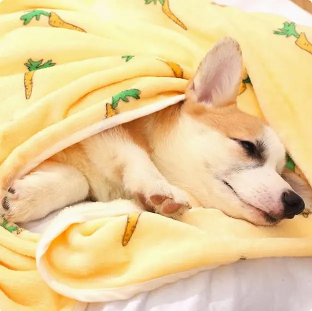 pet-blanket-829-947-1