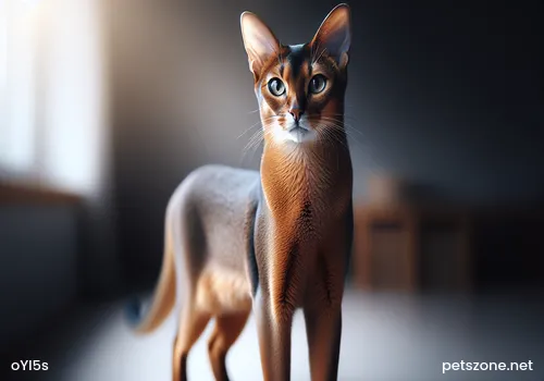 How to cultivate a cat's good daily routine How to cultivate a cat's good daily routine