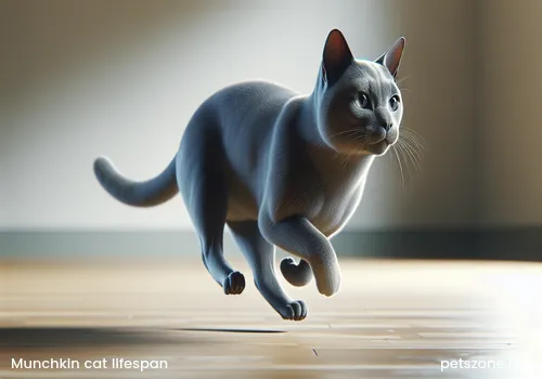 Napoleon cat Munchkin cat