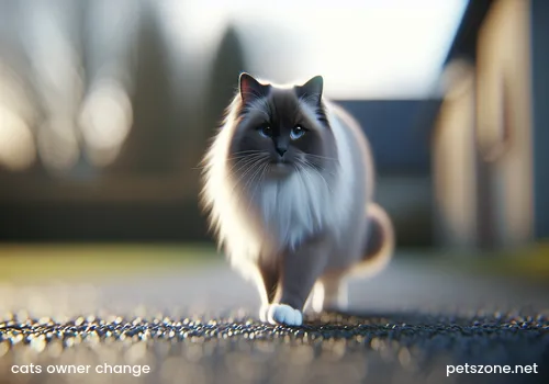 Stray cat Lost cat Pet cat