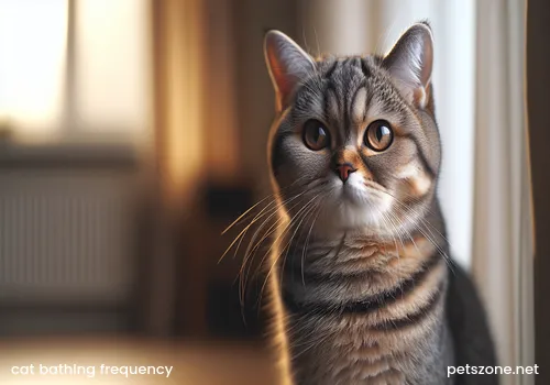 Owner bathing pet cat
