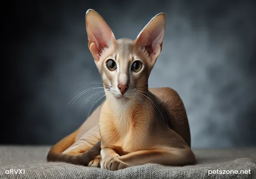 Folded Ear Cat Folded Ear Cat