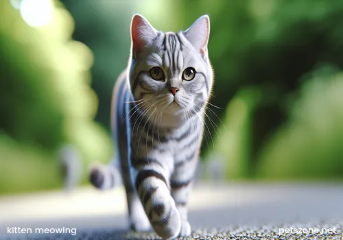 Kitten Meowing Attracts Cats (The Secret of Kitten Meowing Attracting Cats)