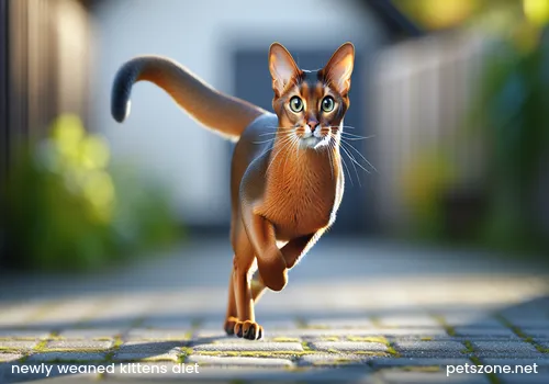 What do newly weaned kittens eat (Providing the best diet for newly weaned kittens)