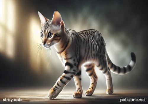 Pet cat tabby stray cat