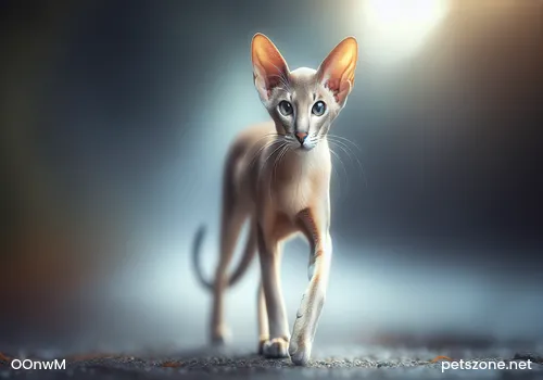 How to Train a Russian Blue Cat Not to Meow? How to Train a Russian Blue Cat Not to Meow?