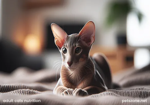 The Harm of Adult Cats Eating Kitten Food (The Harm of Adult Cats Eating Kitten Food)