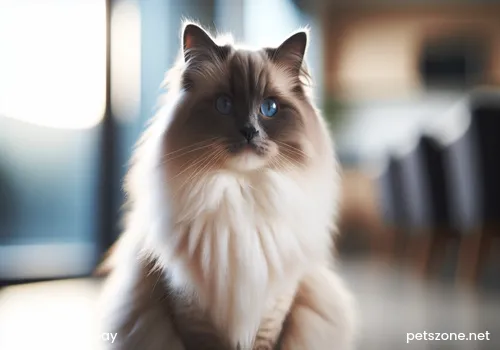 Female cat reproduction kitten nursing Female cat reproduction kitten nursing