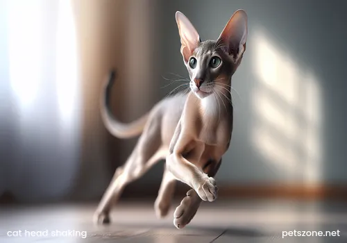 Cat constantly shaking head like Parkinson's (Cat shaking head like Parkinson's patient)