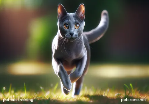 Pet Cat Catching