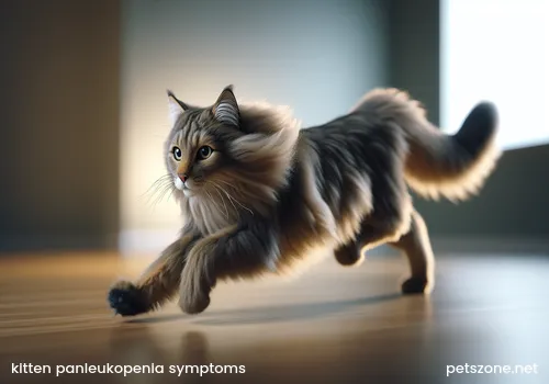 Ragdoll cat and ragdoll kitten