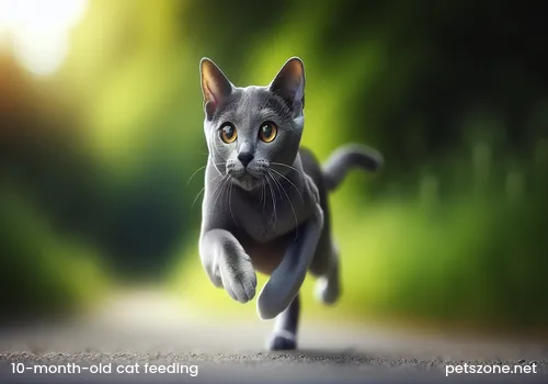 Pet cat eating cat food