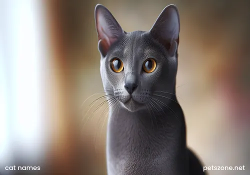 Asthmatic cat Asthmatic cat