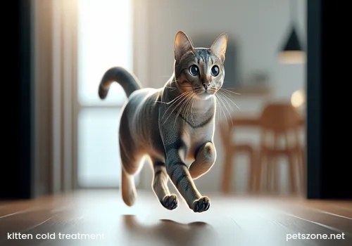 What to do when a 2-month-old kitten has a cold