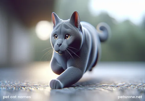 What Name to Give a Pet Cat