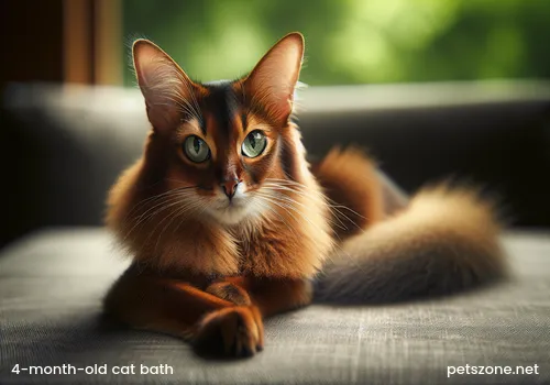 Can a 4-month-old cat take a bath