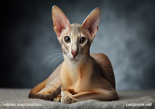 What to do if bitten and bleeding by a cat