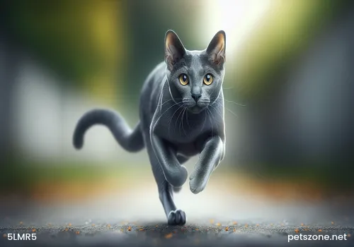 Cat Viral Nasal Tracheitis Cat Viral Nasal Tracheitis