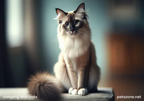 Female owner pet cat