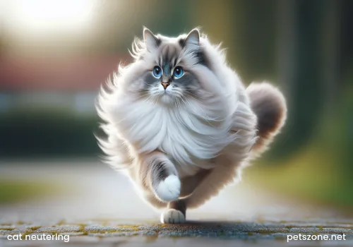 Can pet stores neuter cats