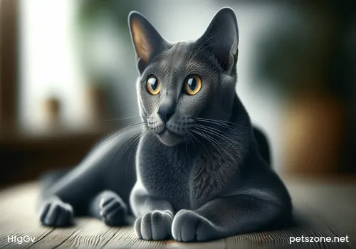 Russian Blue Cat Russian Blue Cat