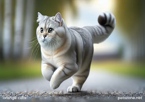 Orange-and-white cat