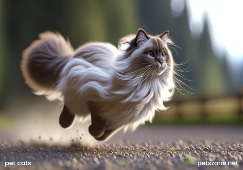 Can pet cats eat protein