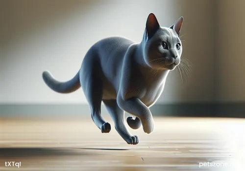 How Old Can a Male Cat Be Neutered