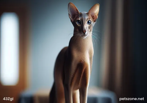 Provide enough nutrition for pregnant mother cats