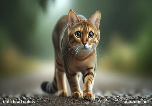 Cat skin disease