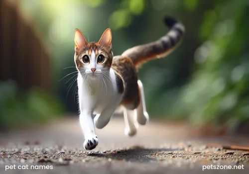 Siamese cat pet cat