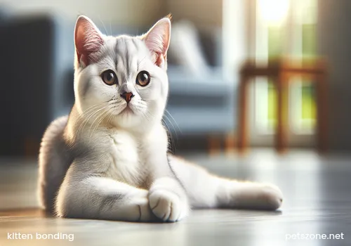 Kitten and Owner Establishing an Intimate Relationship_How Long Is the Most Suitable Time to Cultivate Affection