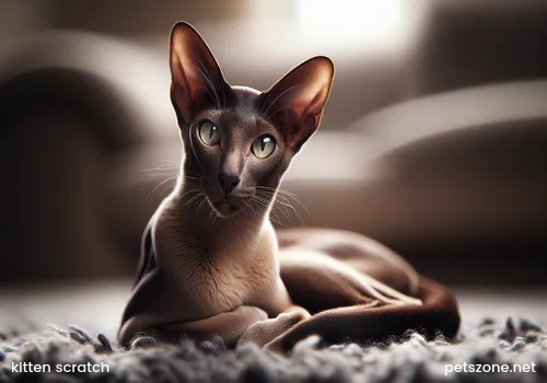 kitten climbing on a windowsill