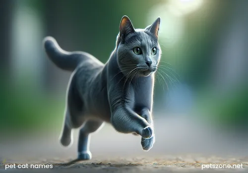 A Complete Collection of Nice-Sounding Pet Cat Names