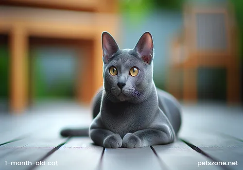 Can a 1-month-old cat eat cat food