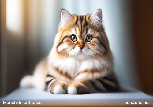 Price of Munchkin Cats