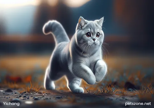 Yichang Pet Cats Free Giveaway