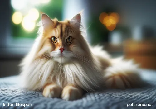 How many years is the lifespan of a kitten (What is the maximum lifespan of a kitten)