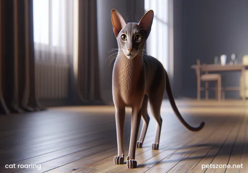 Pet cat, angry roaring cat