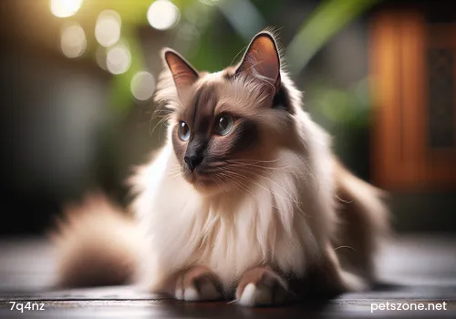 Tips for Easy Cat Exercise Tips for Easy Cat Exercise