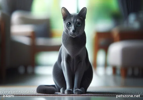 What to Do If a Cat Doesn't Eat Cat Food