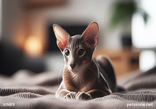 How to train Siamese cats to get along with other pets? How to train Siamese cats to get along with other pets?