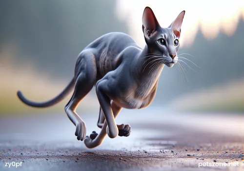 Tips for training cats not to scratch furniture Tips for training cats not to scratch furniture