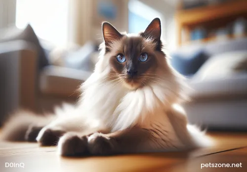 Persian cat Persian cat