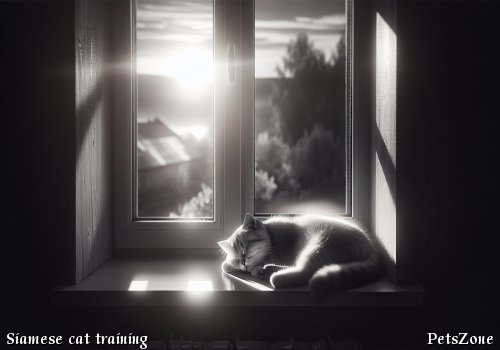How to train Siamese cats What aspects to pay attention to